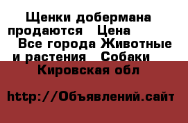 Щенки добермана  продаются › Цена ­ 45 000 - Все города Животные и растения » Собаки   . Кировская обл.